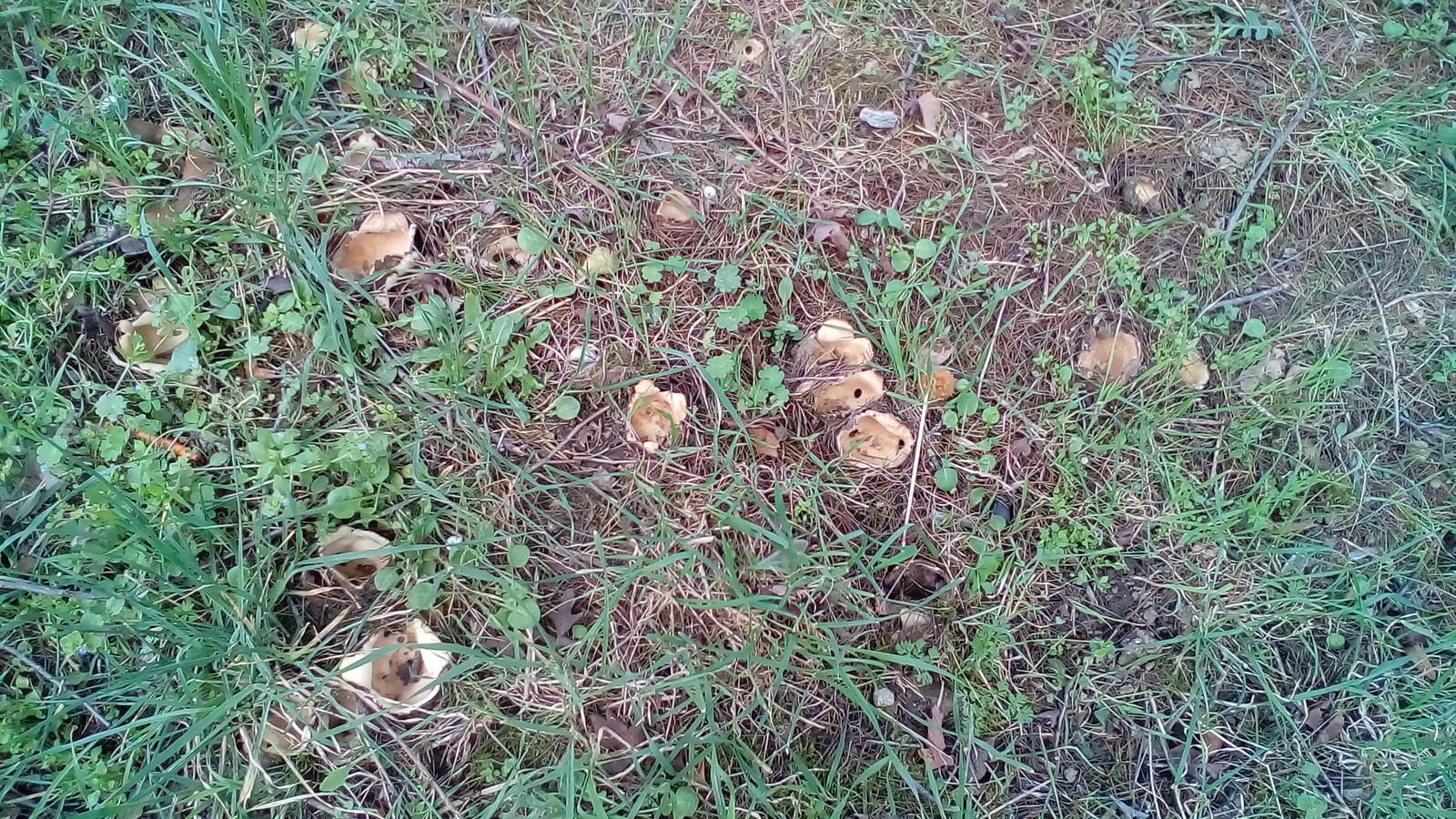 Hole mushrooms have grown in the garden. Or maybe it's the aliens hatched? - My, Mushrooms, Spring, Longpost