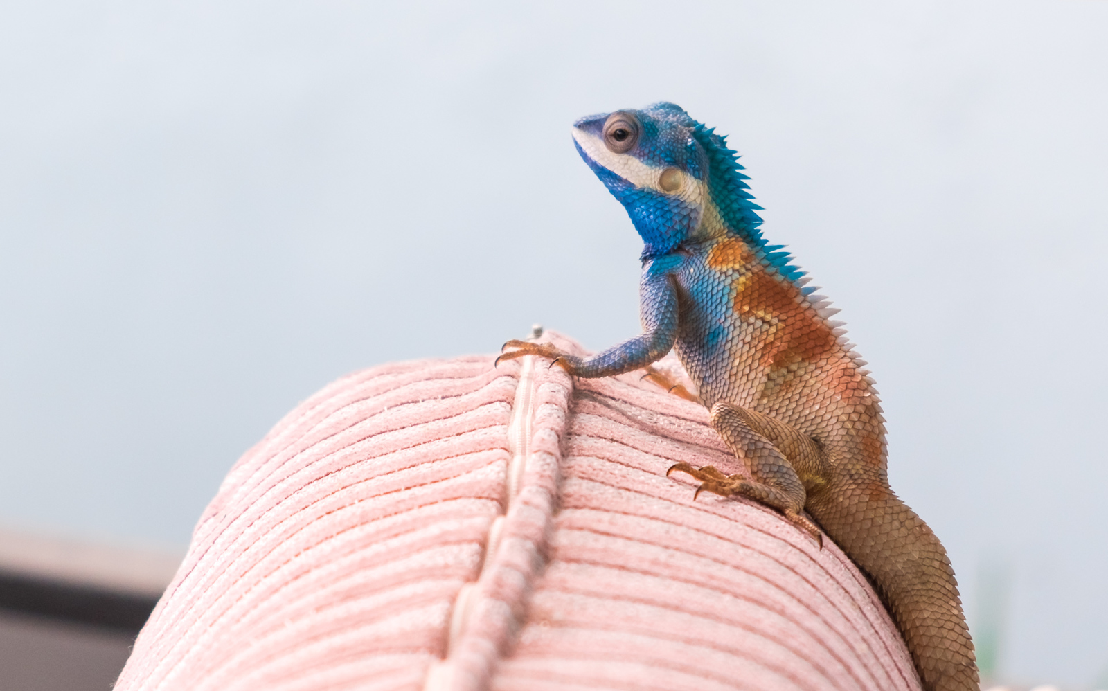 Bright lizard. - The national geographic, The photo, Lizard, Animals