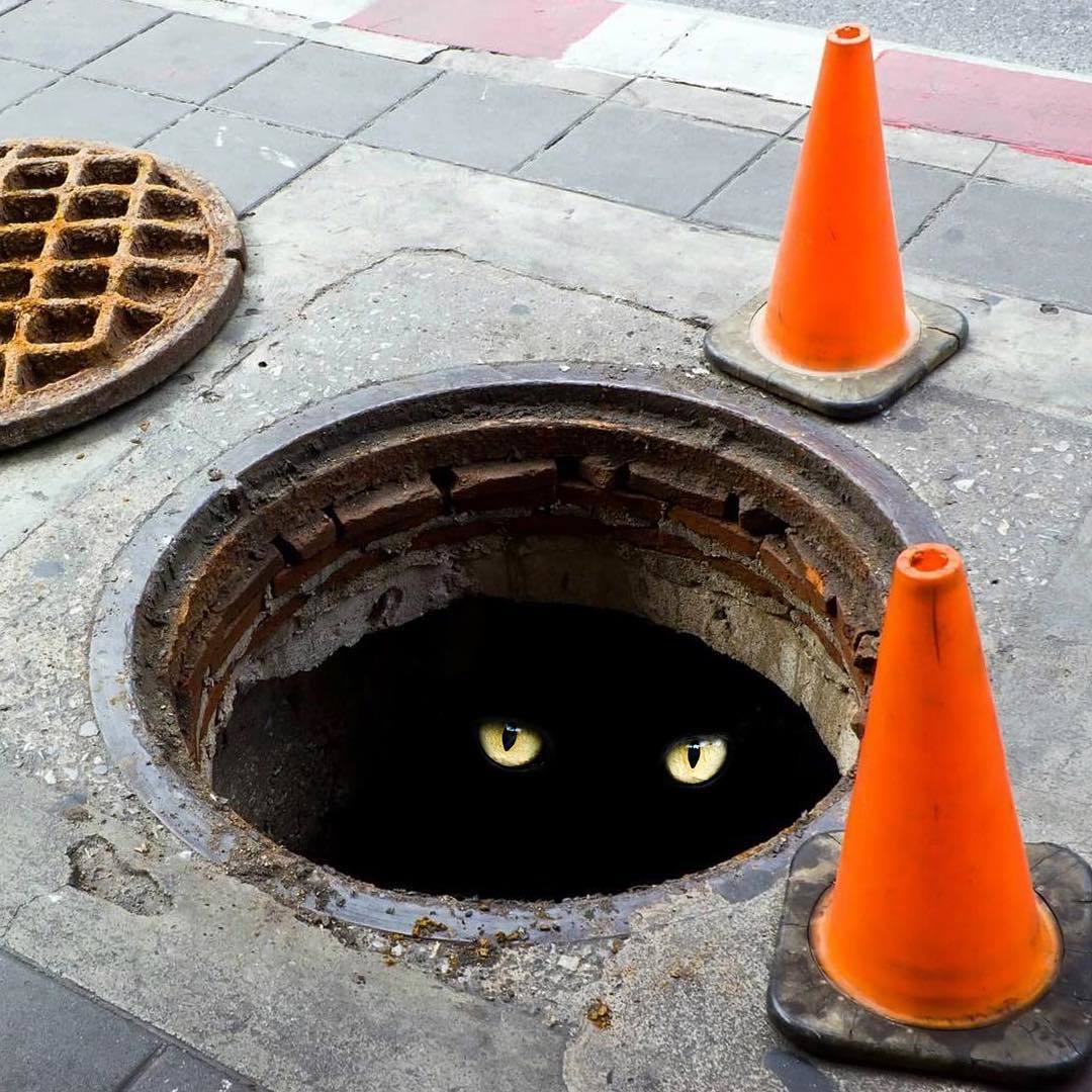 If you look long into the abyss - cat, Well