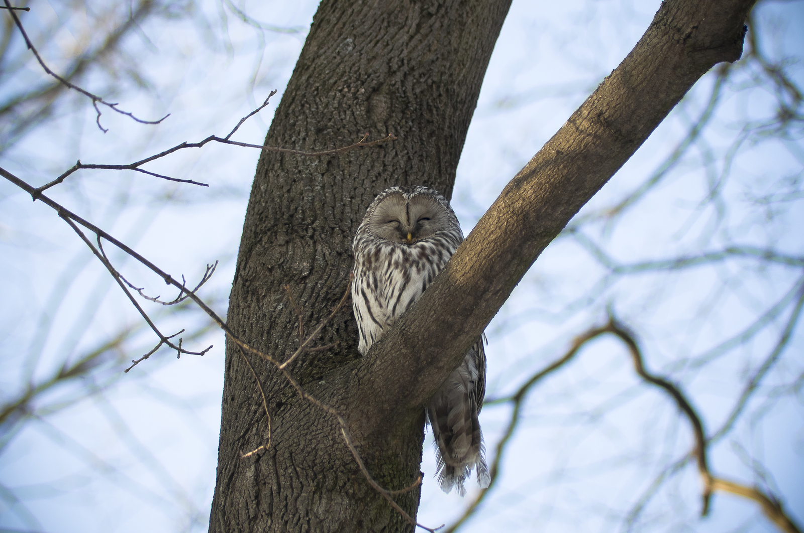 Long-tailed owl - My, Owl, Tawny owl, Long-tailed owl, Birds, Predator birds, Paws, Photo hunting, Longpost