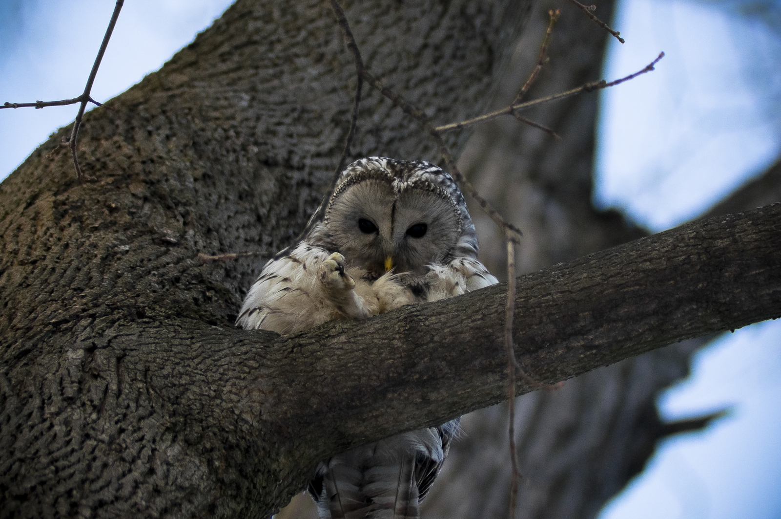 Long-tailed owl - My, Owl, Tawny owl, Long-tailed owl, Birds, Predator birds, Paws, Photo hunting, Longpost