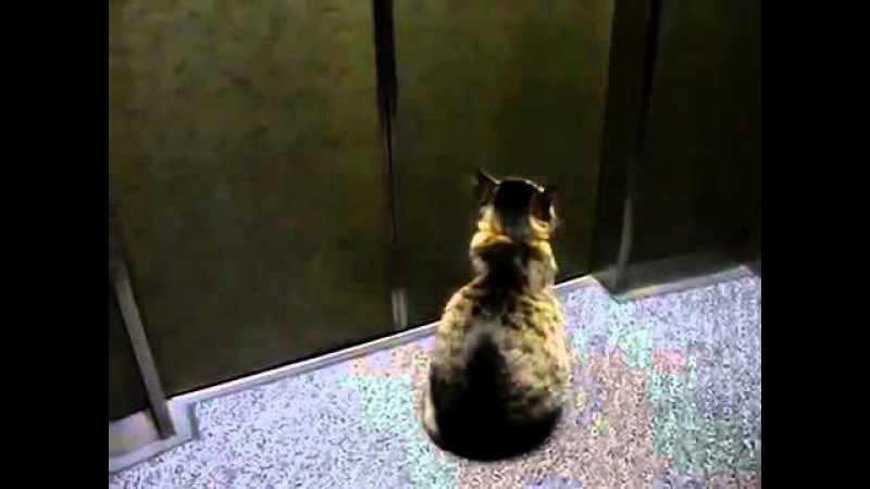 Just a cat. - Elevator, cat, Floor