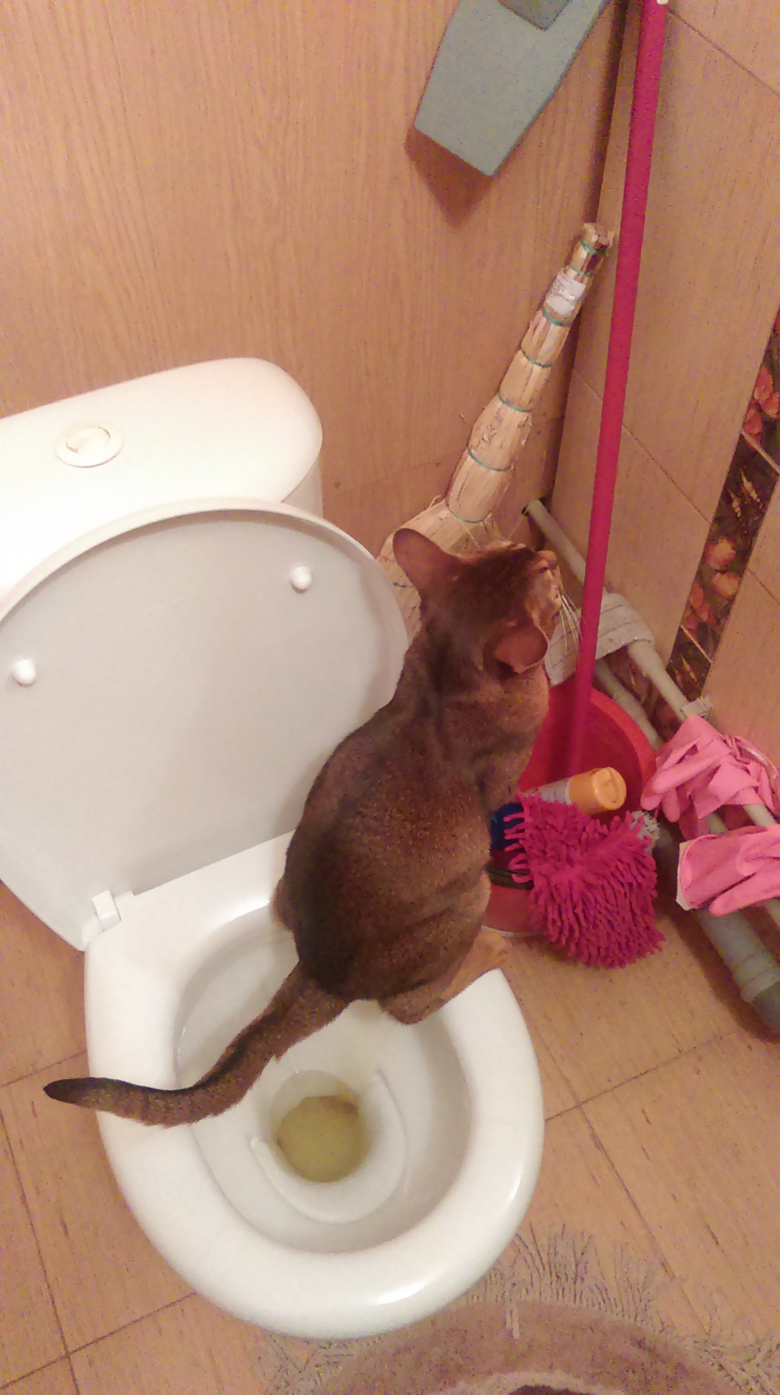 little cat - My, cat, Toilet