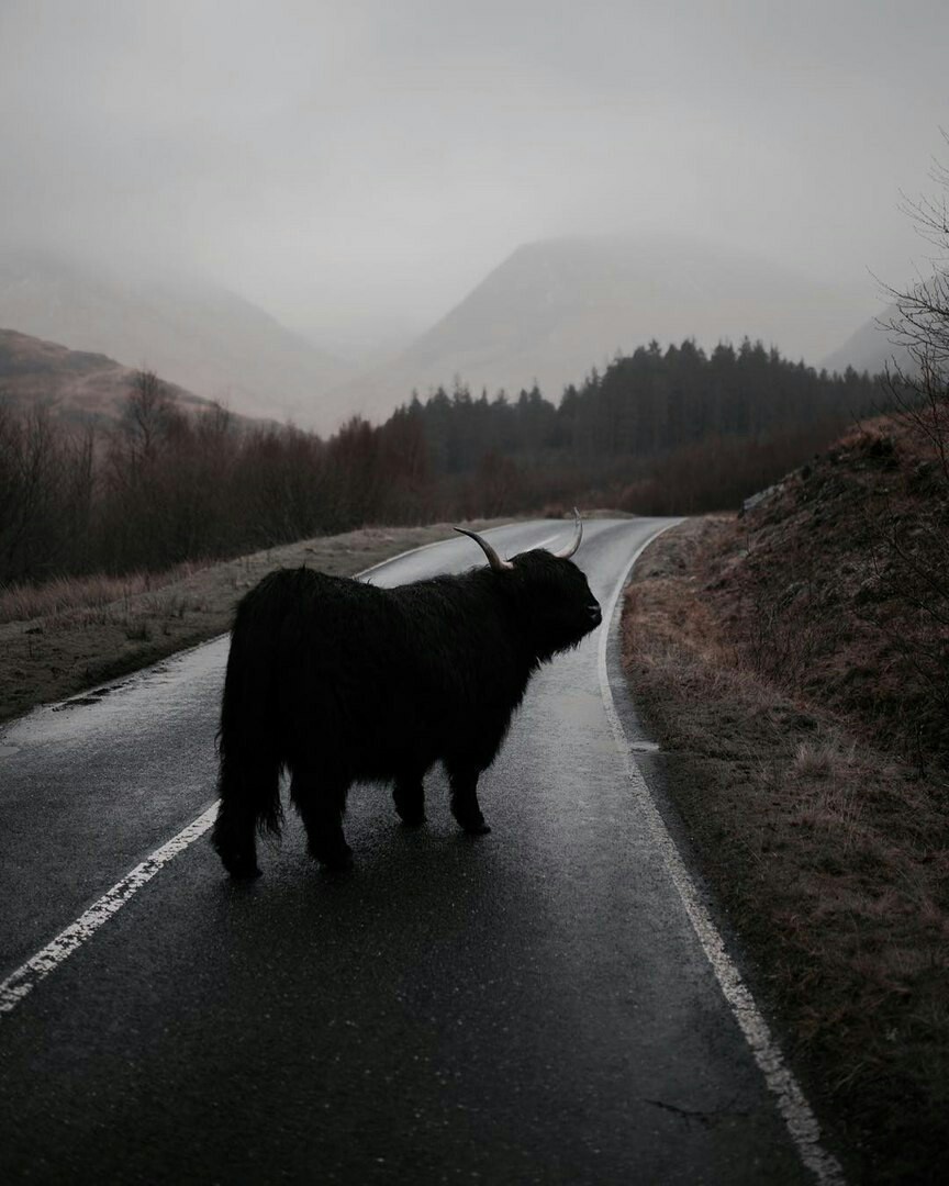 Now put your reality aside and plunge into the magic of dark Scotland. - Scotland, The mountains, Longpost, Nature, Animals, Magic, The photo