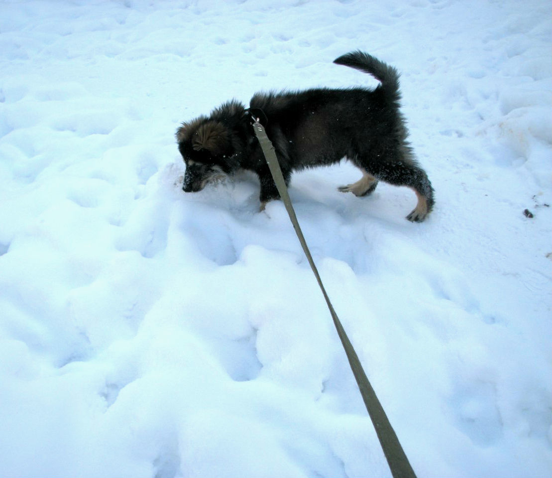 Puppy from Moscow to Len. - My, Dog, Puppies, Dogs and people, Dog lovers, Dog days, Confidence, Gratitude, Transportation of animals, Longpost