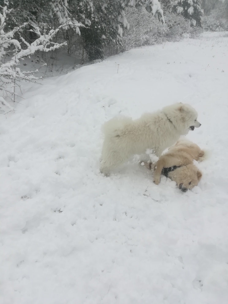 Dog friendship, walk in the forest) - My, Milota, Dog, Dog days, Games, Chow Chow, Longpost