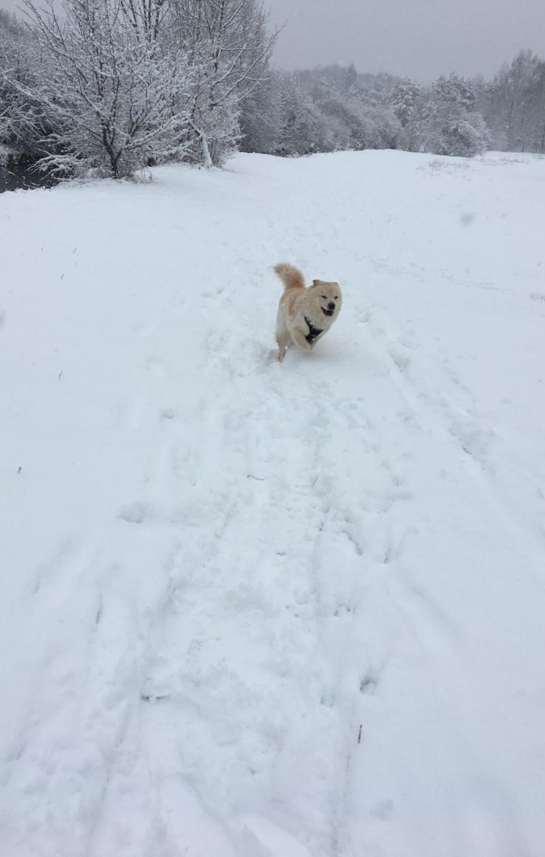 Dog friendship, walk in the forest) - My, Milota, Dog, Dog days, Games, Chow Chow, Longpost