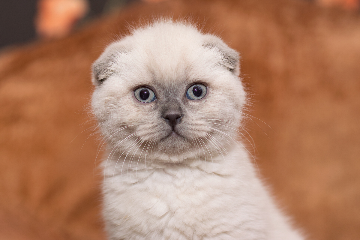 Scottish fold kitten. - My, cat, Scottish lop-eared, Longpost, Fatigue, Animalistics