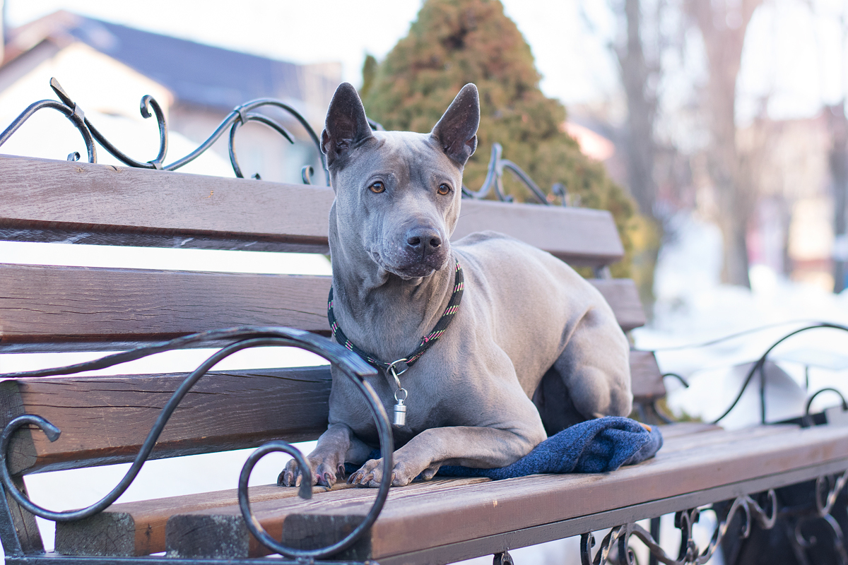 Thai Ridgeback. - My, Dog, Thai Ridgeback, Animalistics, Longpost