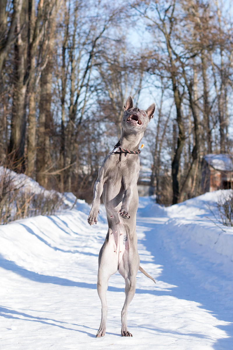 Thai Ridgeback. - My, Dog, Thai Ridgeback, Animalistics, Longpost