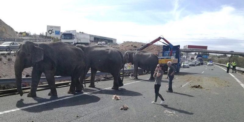 An elephant died in a car accident. - Crash, Elephants, Video, Longpost