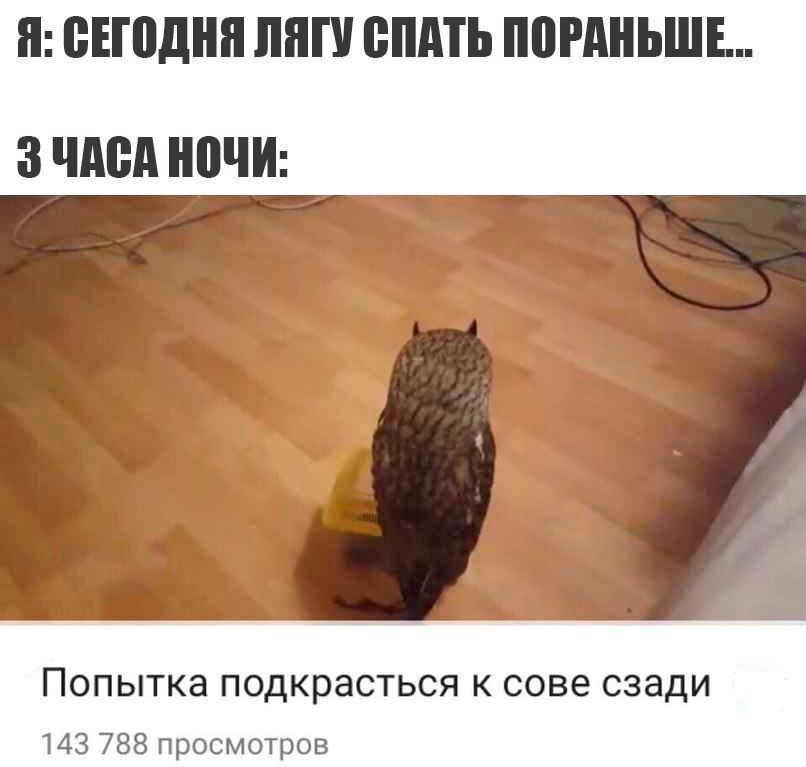 When will I be able to go to bed? - Owl, Dream, Species, Youtube, Video, Picture with text