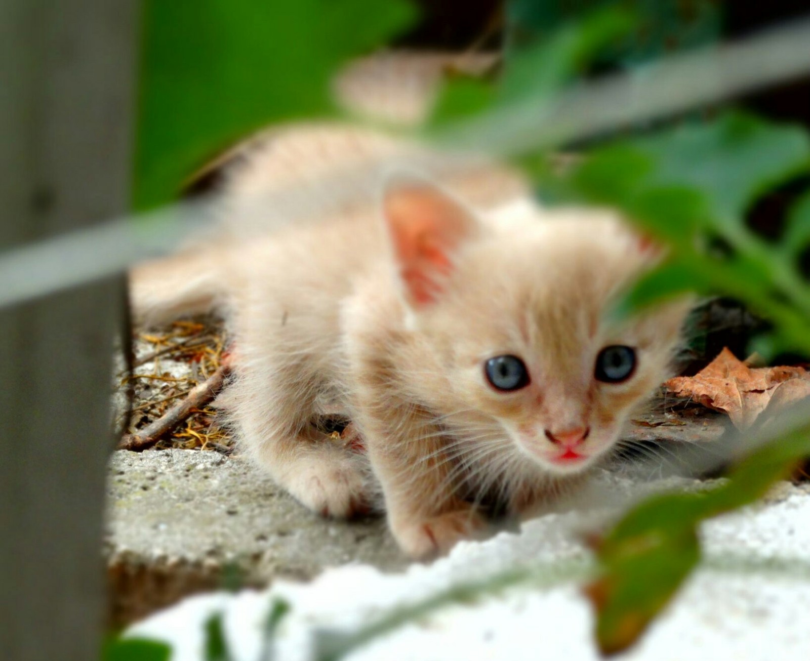 Peach and his girlfriend. - My, Kittens, Children, Longpost, The photo, cat