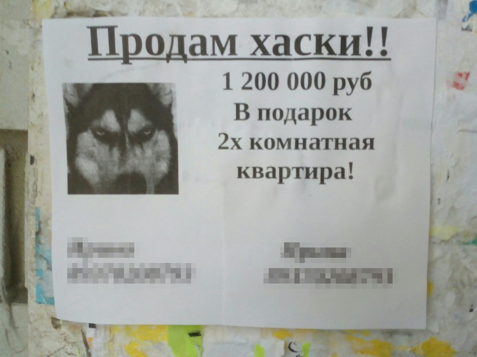 Картинка хаски продам дурака