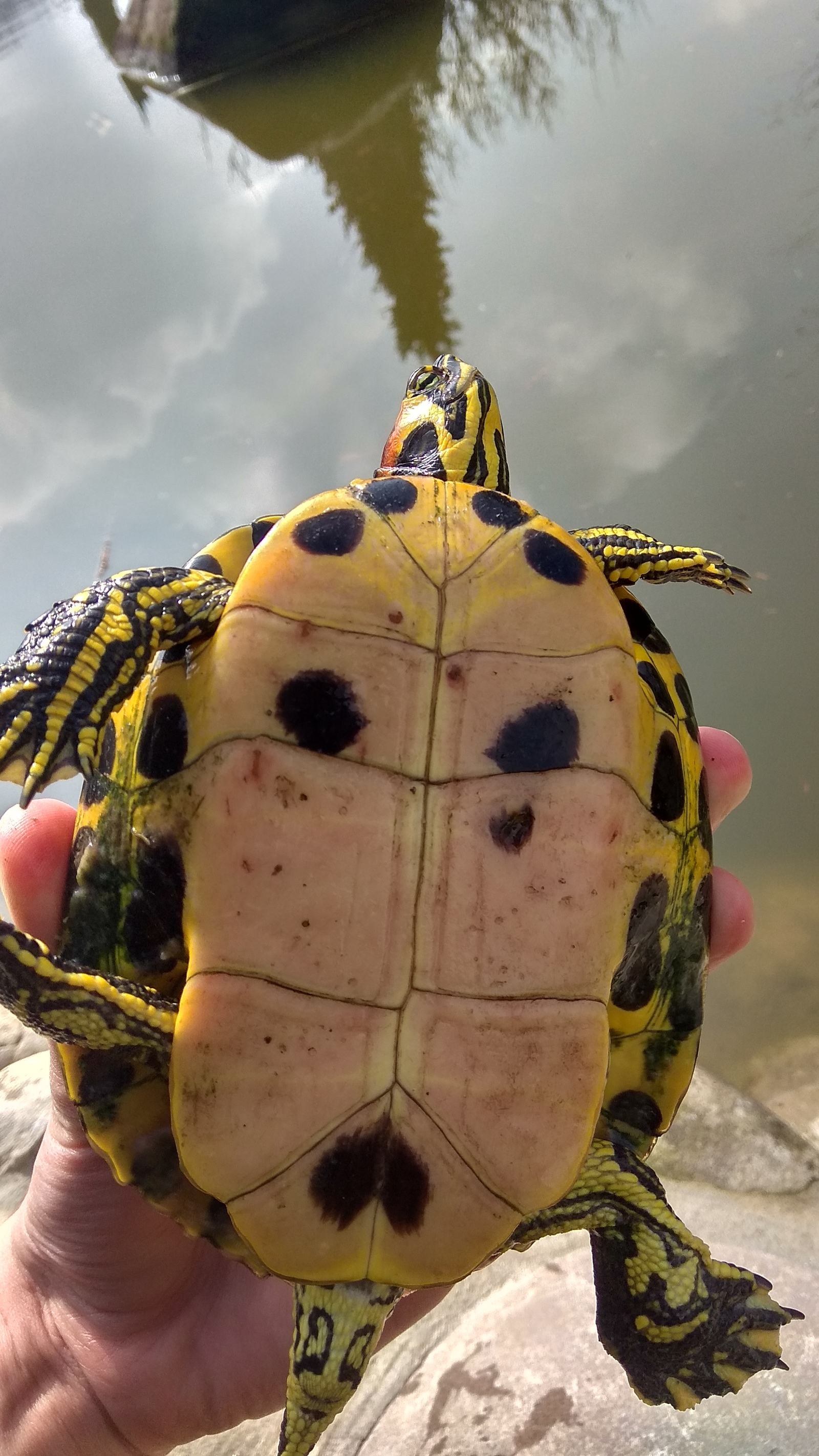 Turtles in the pond - Turtle, Pond, Longpost, The photo