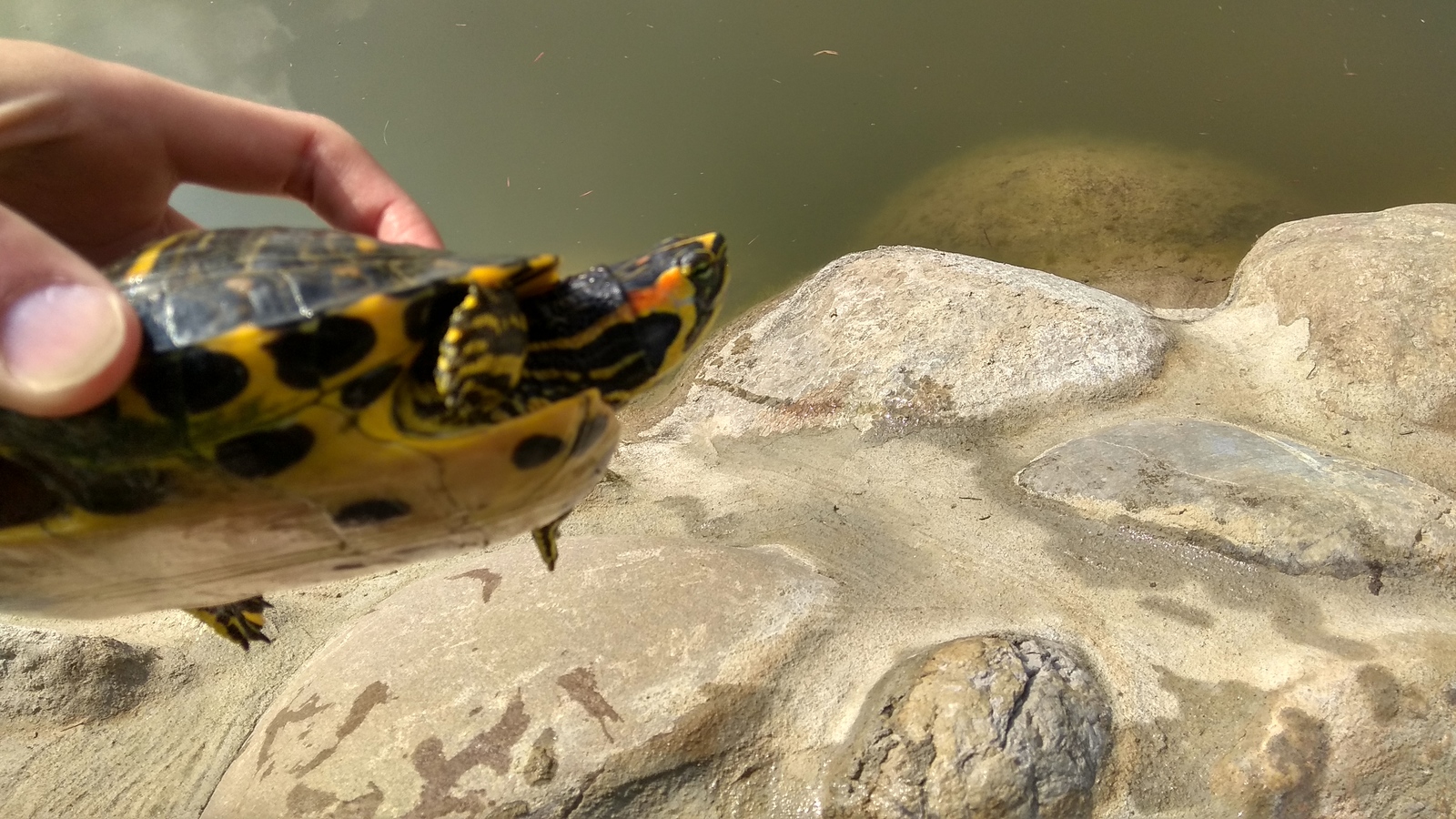 Turtles in the pond - Turtle, Pond, Longpost, The photo