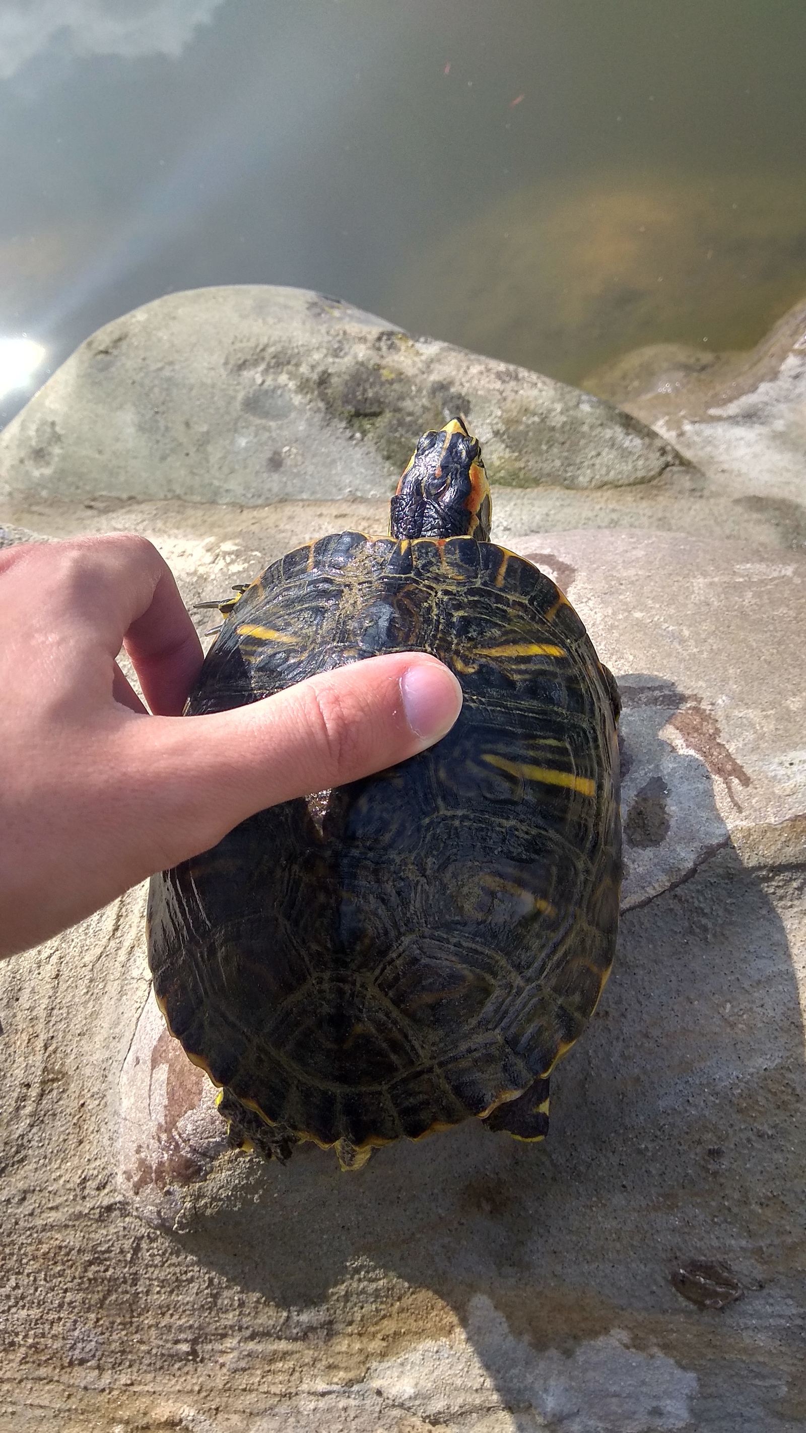 Turtles in the pond - Turtle, Pond, Longpost, The photo