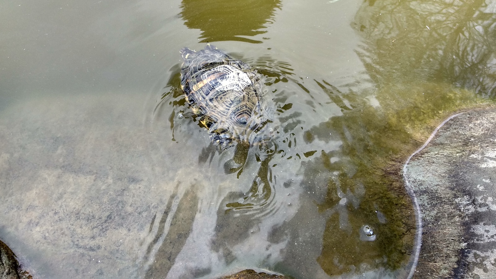 Turtles in the pond - Turtle, Pond, Longpost, The photo