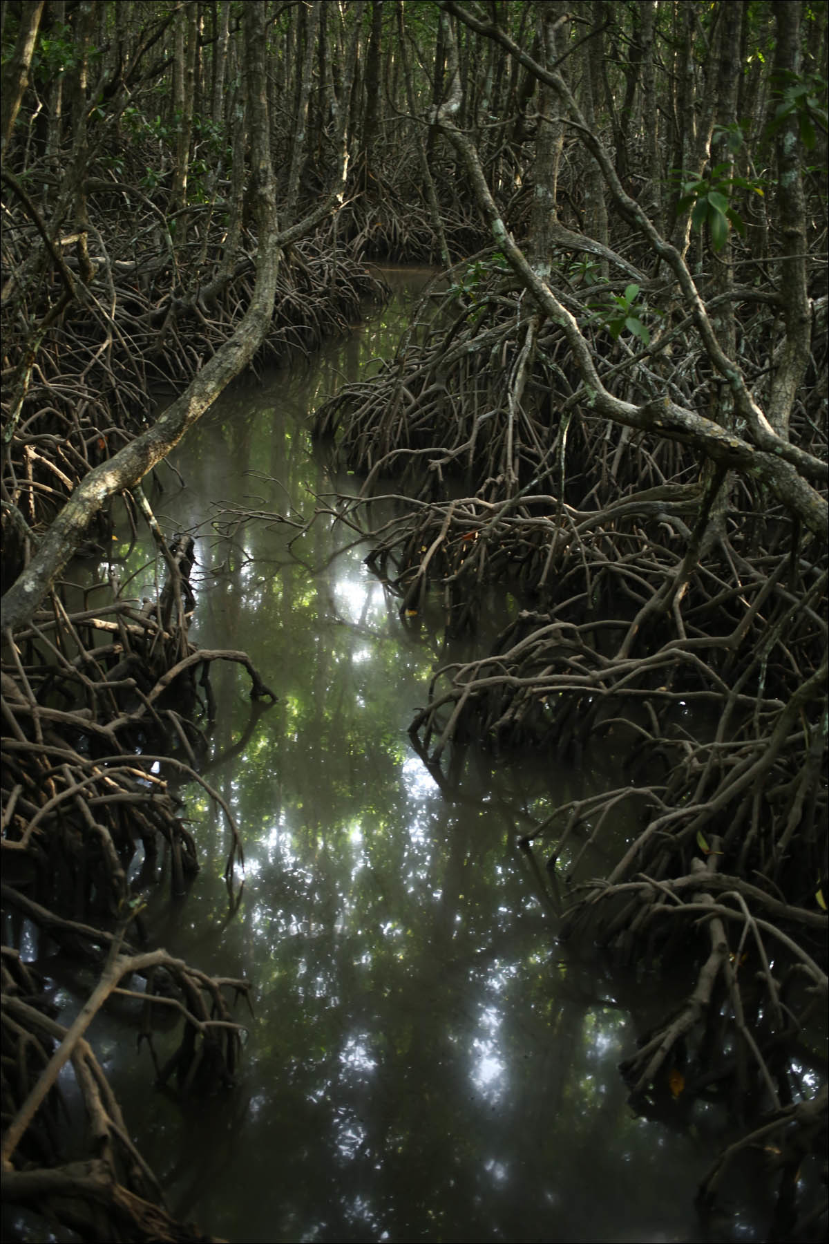 Mangrove forest: the coolest biome on the planet - My, Philippines, , Geektimes, Longpost, The photo