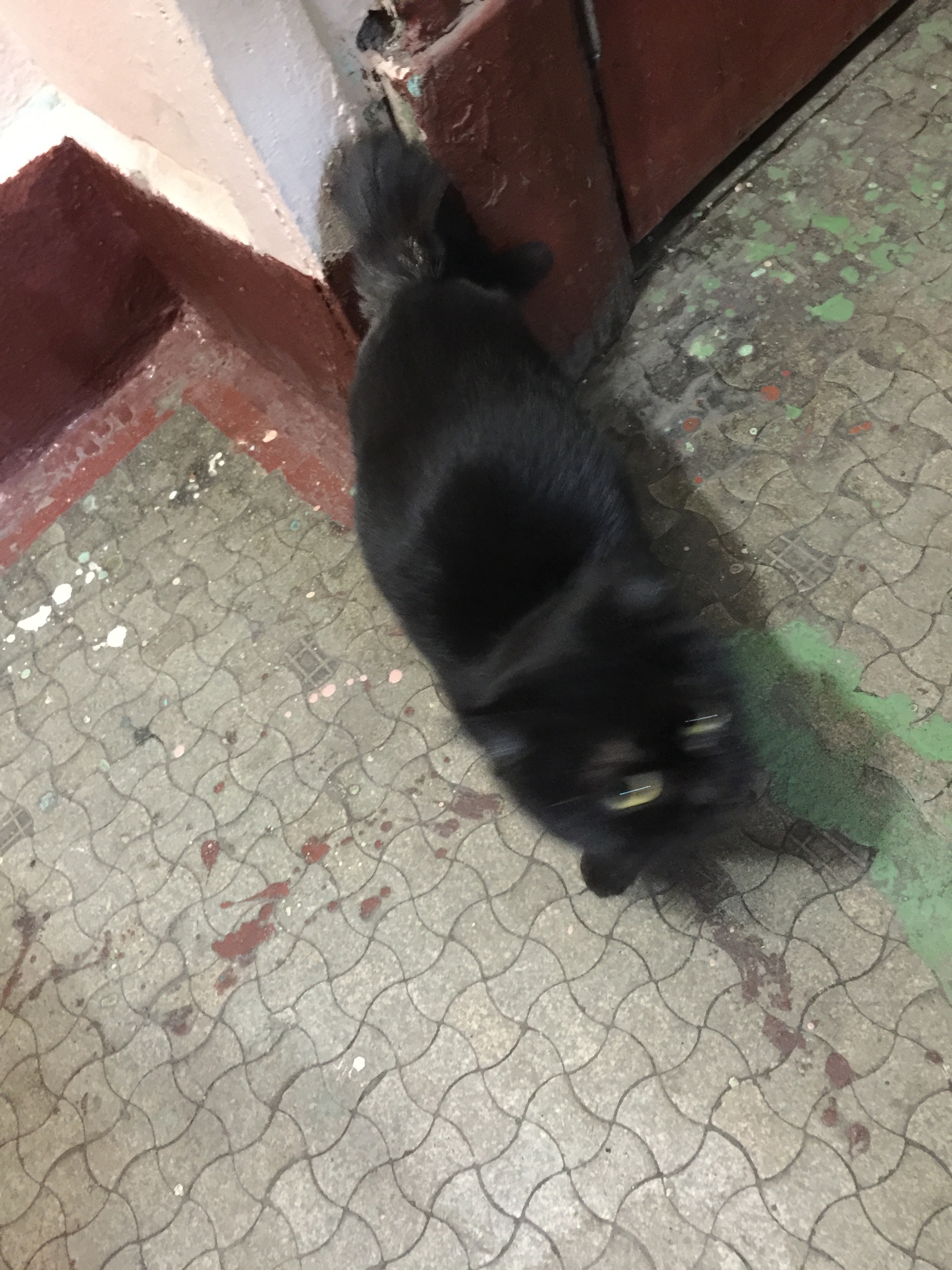 Affectionate kitty is looking for a house. Moscow. There was a young cat in the yard. Noble British blood flows in her, judging by her muzzle. Very affectionate. - My, Moscow, cat, Lost, Longpost, No rating