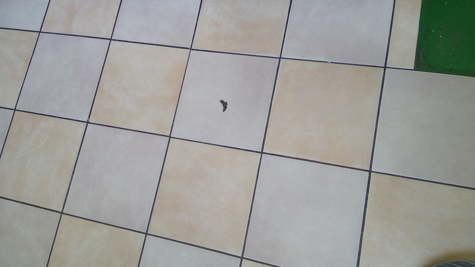 Eagle or.. - Eagle, Crack, Tile