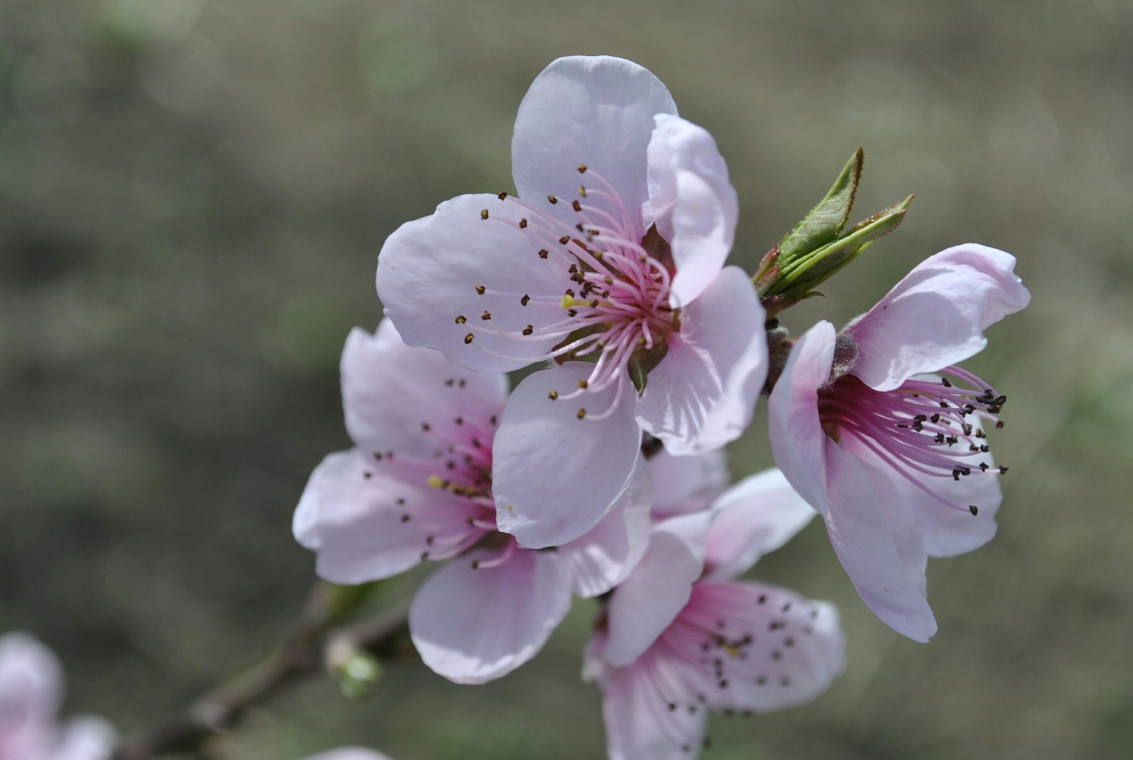 Spring mood - My, Flowers, Kid, Bees, Garden, Spring, Longpost