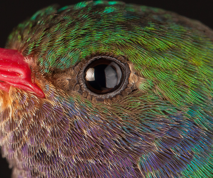 hummingbird macro photography - Birds, Hummingbird, Macro photography, Macro, Feathers, Ornithology, Closeup, Longpost