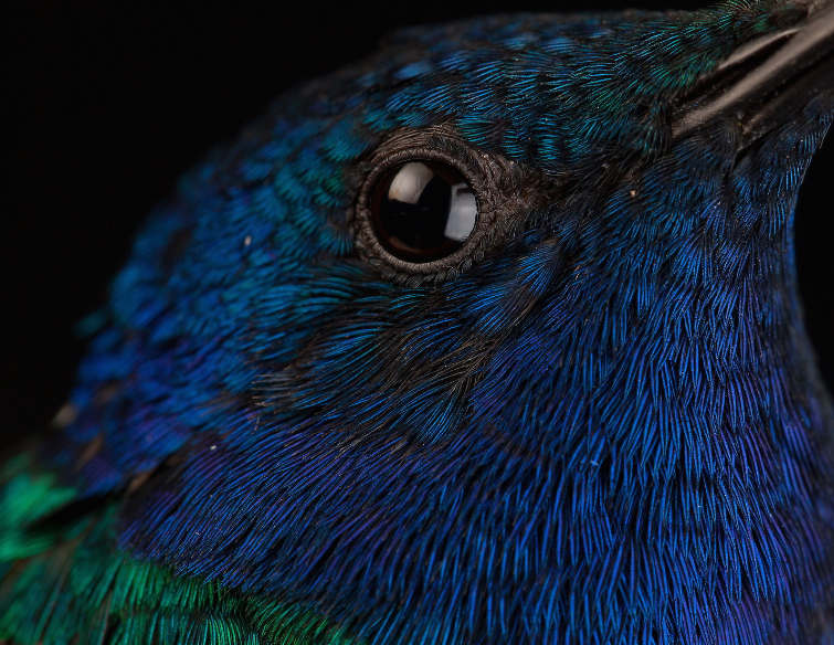 hummingbird macro photography - Birds, Hummingbird, Macro photography, Macro, Feathers, Ornithology, Closeup, Longpost
