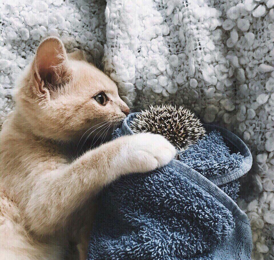 Love is evil, you will love a hedgehog - cat, Hedgehog, Love, Longpost