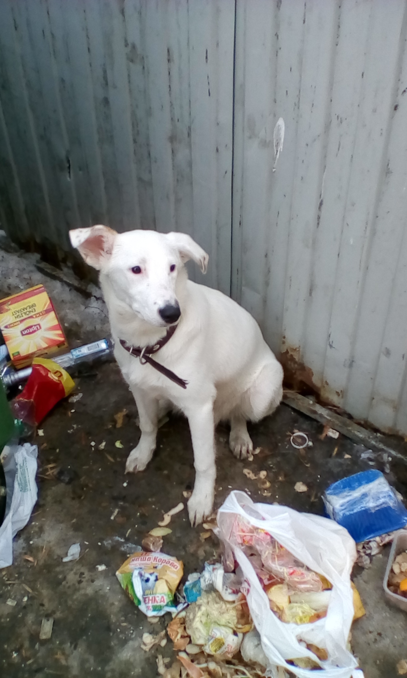 Help [Owners Found] - My, Help, Cheboksary, Dog, No rating, The photo, Help me find, Longpost