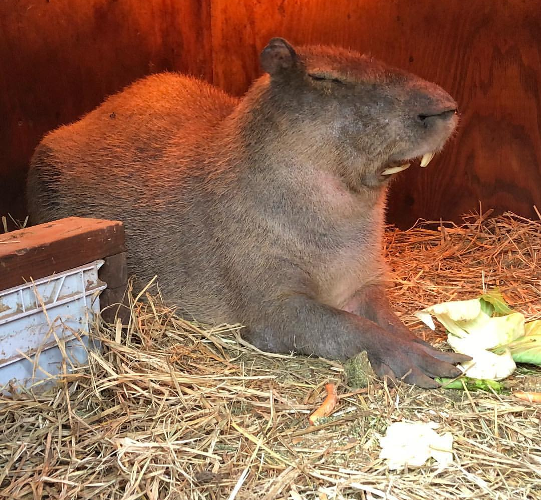 Sleep can take you by surprise - Not mine, The photo, Capybara, Dream