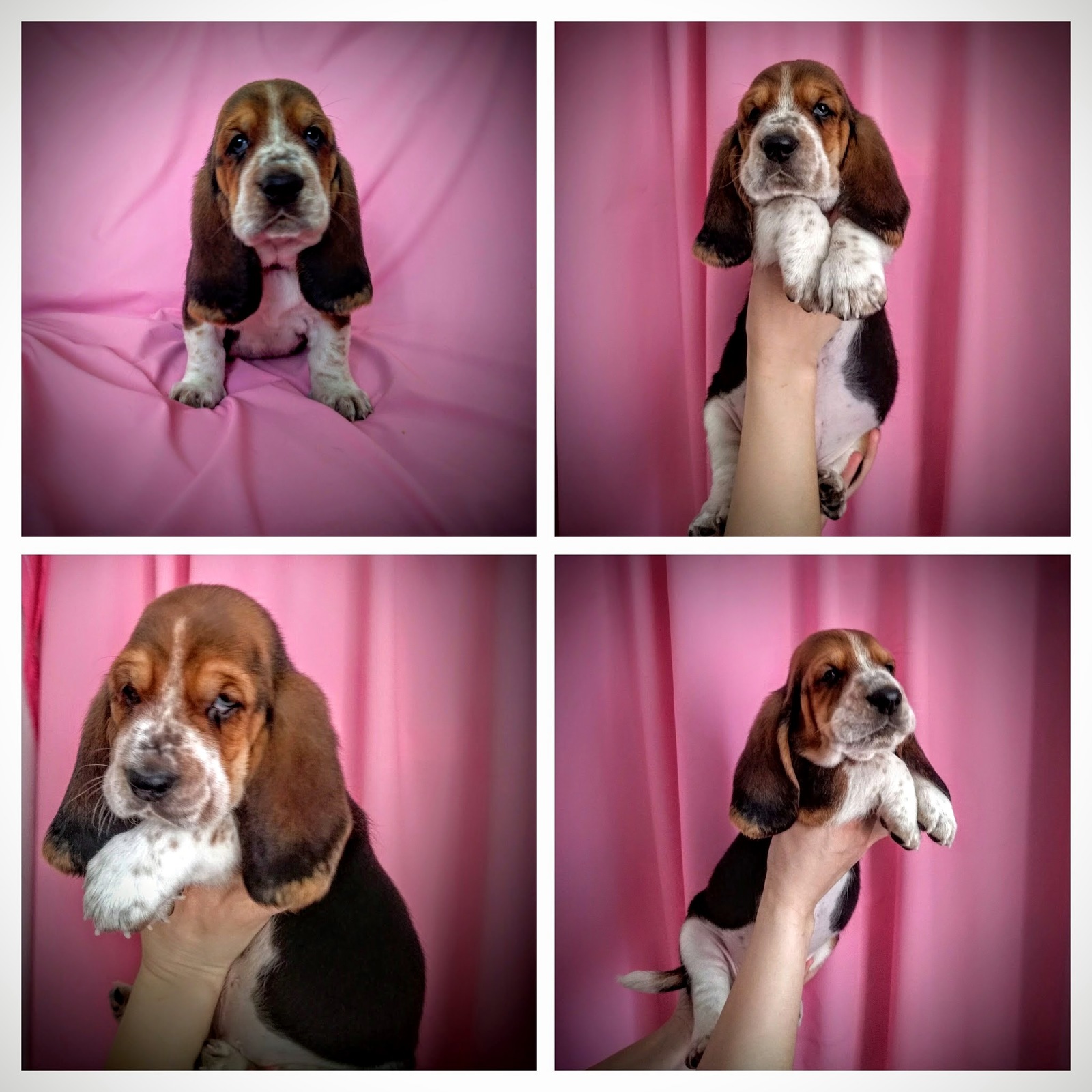 Basyatki - My, Basset Hound, , Puppies, Dog, Milota, Longpost