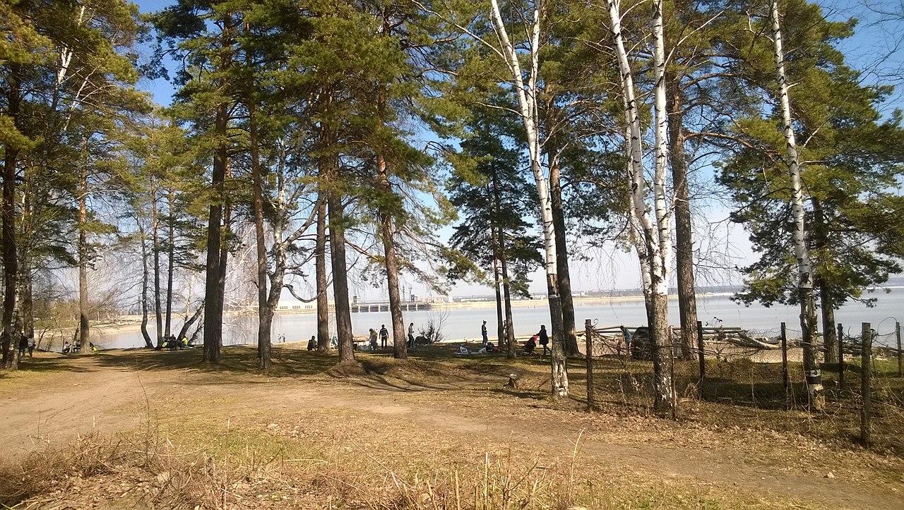 The beaver was entrusted with the improvement of the swamp in the Siberian park - Siberia, Novosibirsk, The park, Beavers, Dodik, Longpost