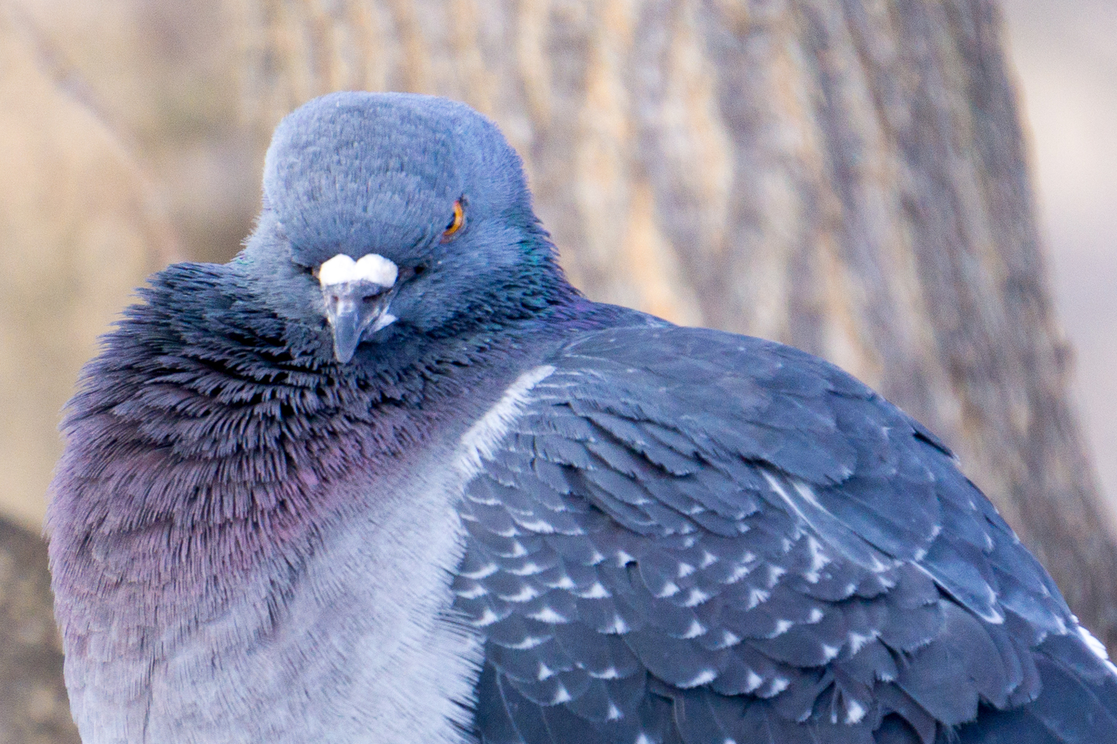 He is divinely brutal - Birds, The photo, Pigeon