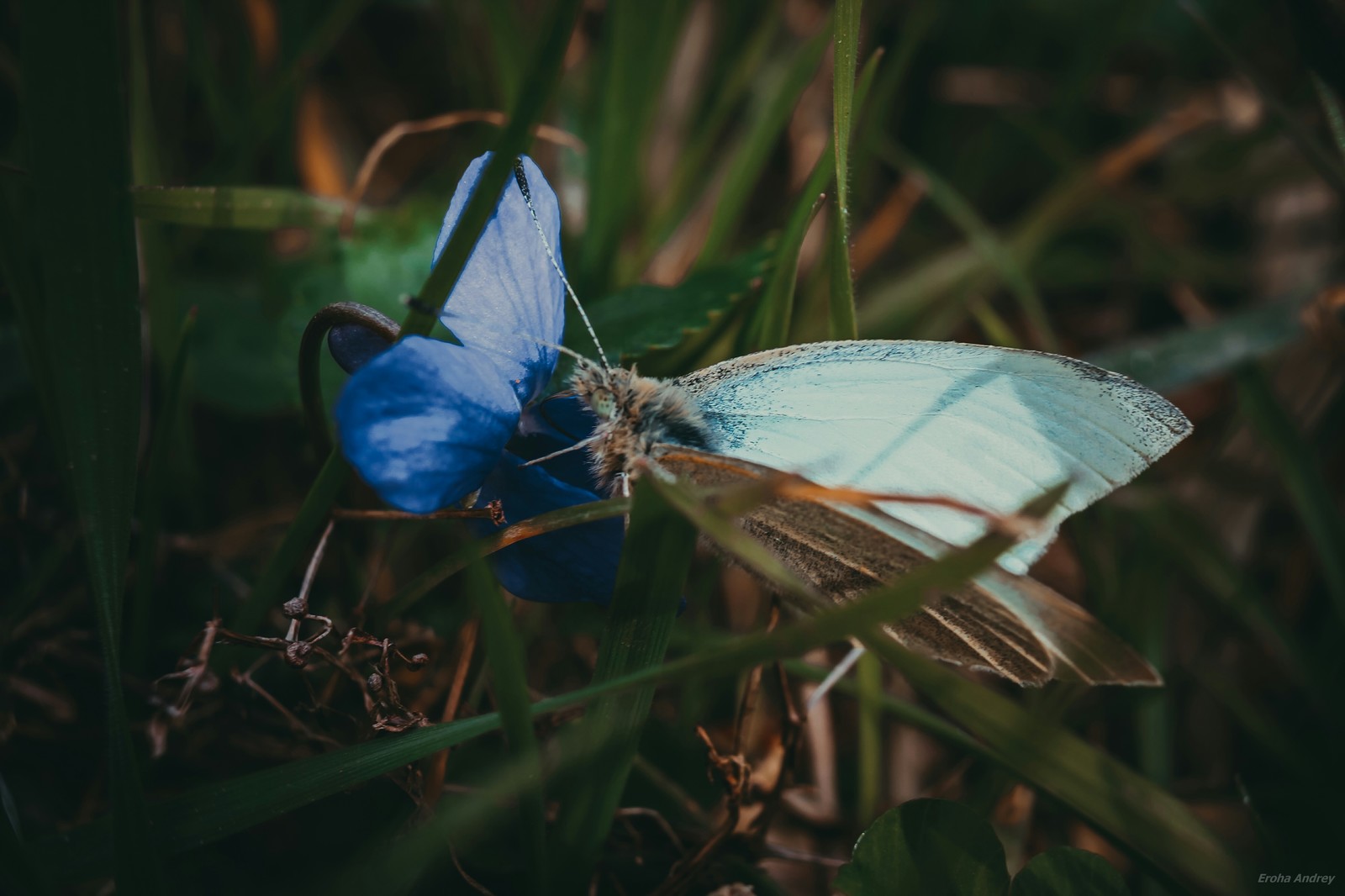 Warming - My, Canon, Crimea, The photo, Heat, Spring, Treatment, Butterfly