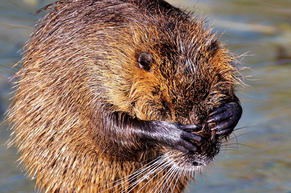 The secret of invulnerability - The enemy will not pass, Nutria, Proverbs, Proverbs and sayings