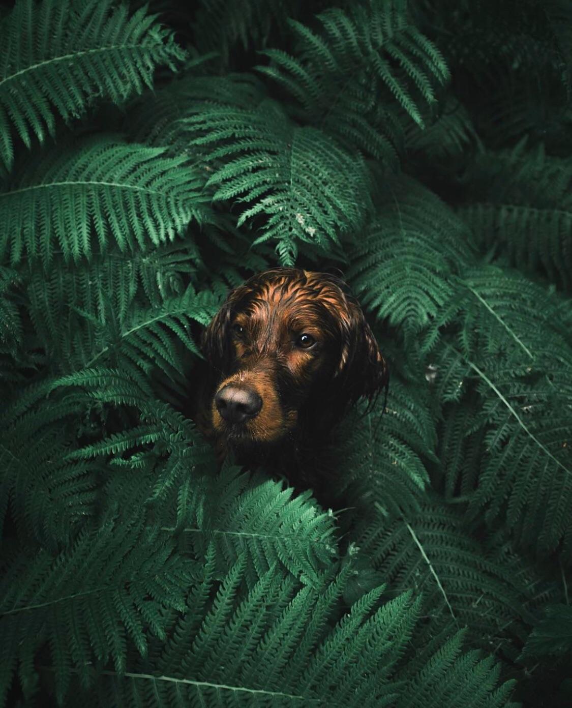 Her name is Troy - Reddit, The photo, Dog, Bushes