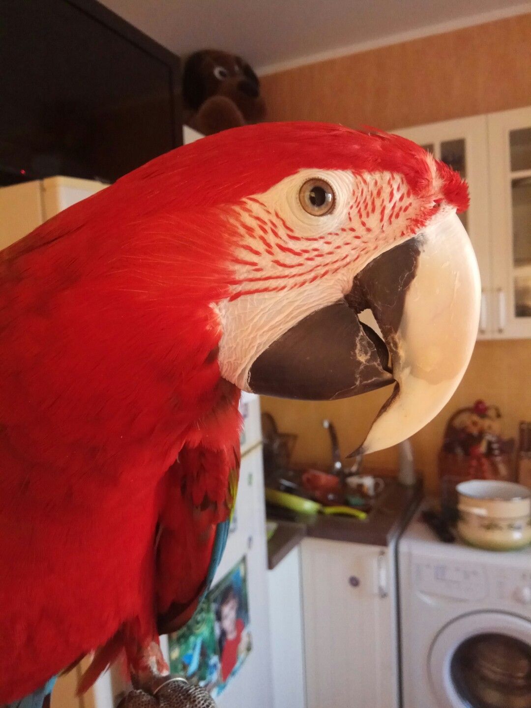 From our life with macaw) - My, Macaw parrots, Longpost, Life stories, Video