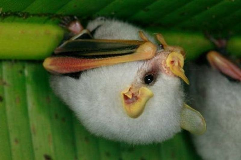 Fruit Vampire or White Leaf. - Nature, Bat, Longpost, Leaf-bearer