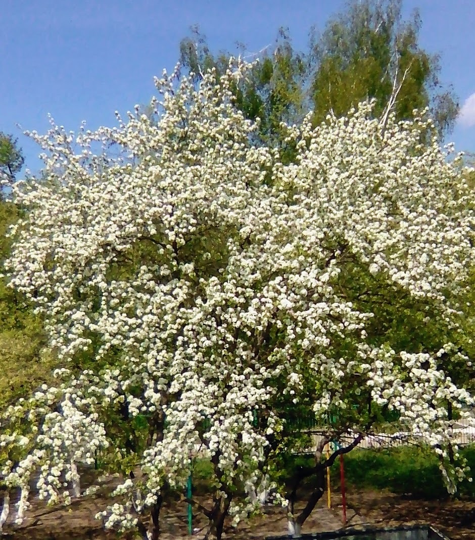 Cherry blossoms in Japan, and we will soon have our own beauty... - My, Spring, Apple tree, 