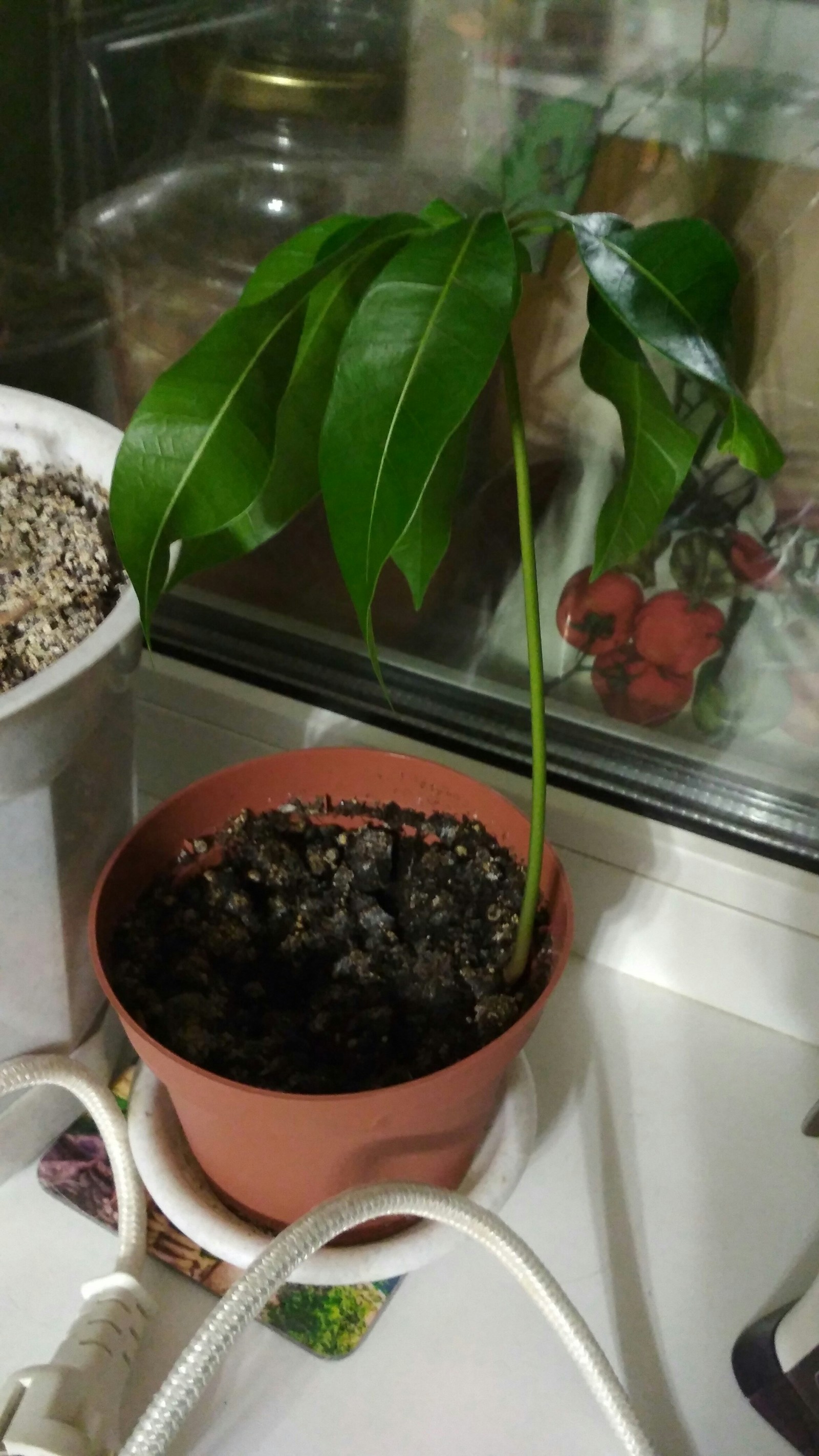 Please help me identify this plant. - My, Plants, Flowers, Фрукты, Help me find, My, Longpost