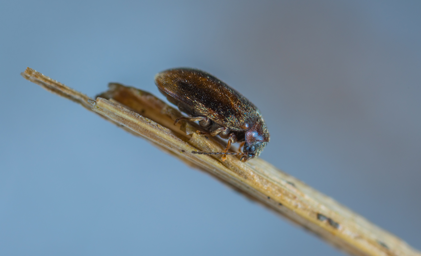 Жуки трясинники (Scirtidae) | Пикабу