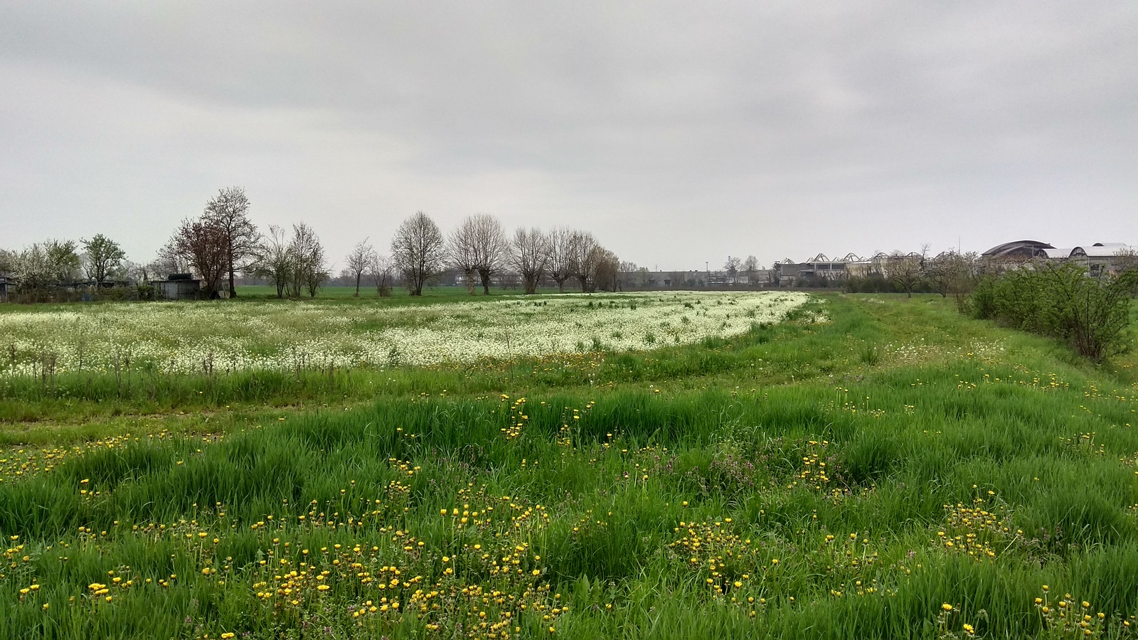 Field and wildflowers - Flowers, Field, Wildflowers, Longpost