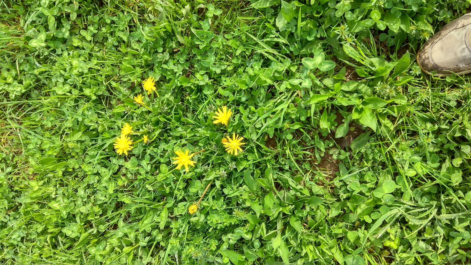 Fields in Italy and some flowers again - Field, Flowers, Flower, Italy, Longpost