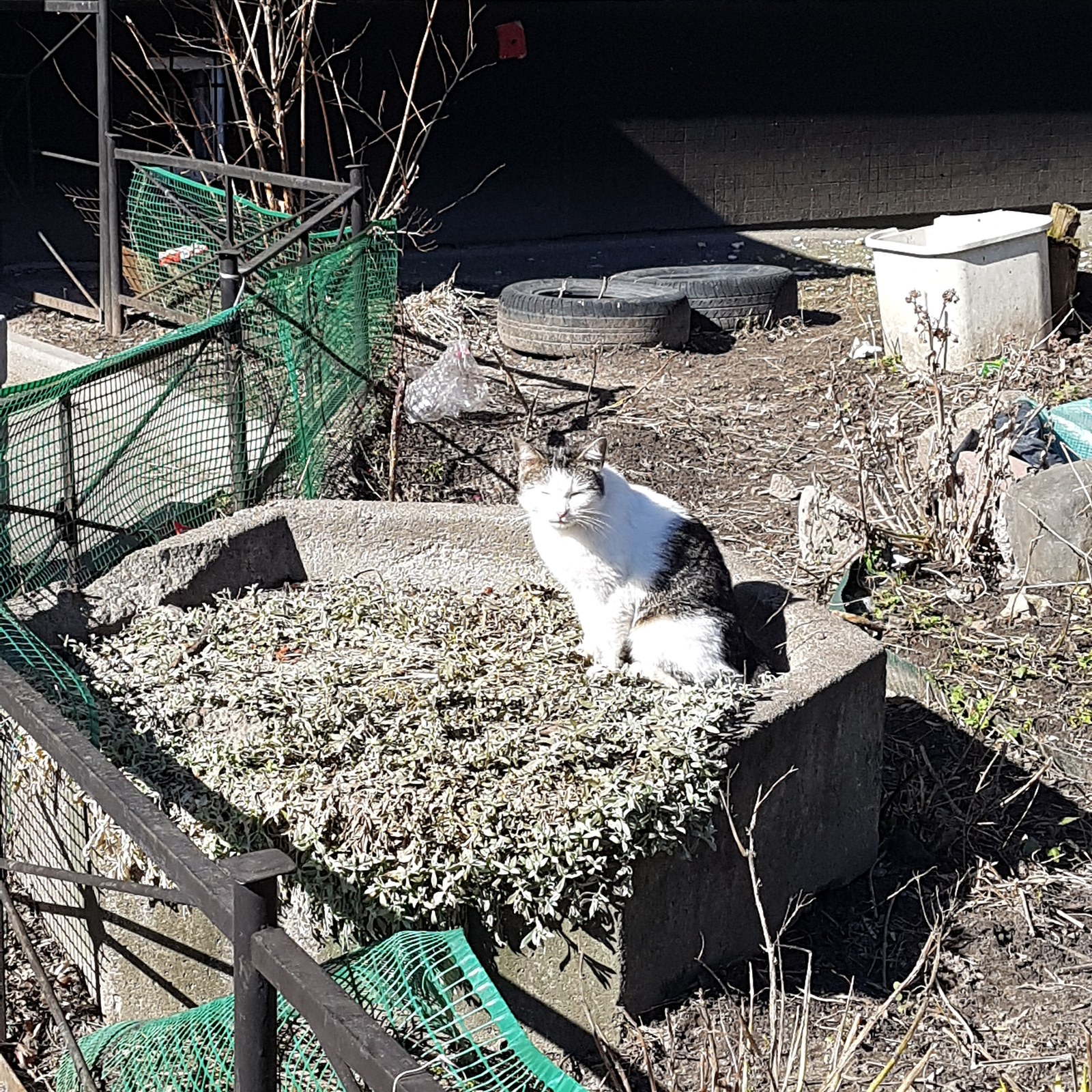 Spring has come, the first seals began to hatch from the flower beds - My, Spring, cat, Flower bed, Catomafia, Longpost