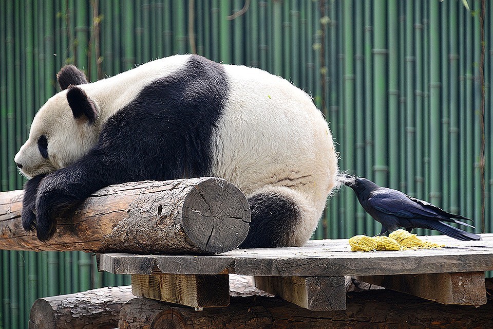 Passionate Birds - Panda, Crow, Beijing, Zoo