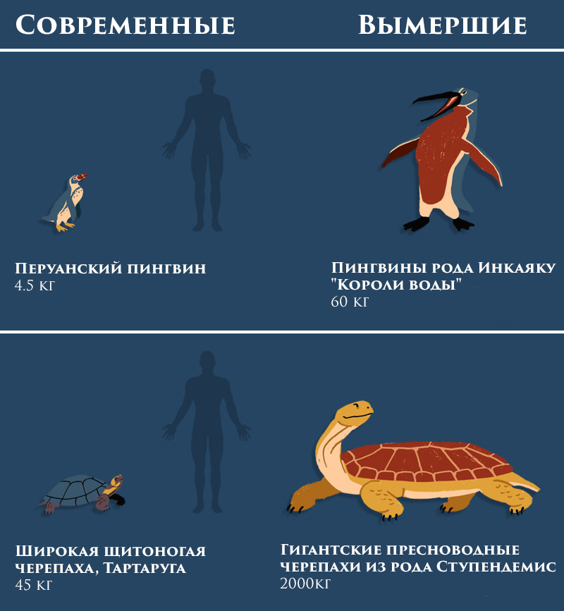 Сравнение размеров животных - Моё, Перевод, Палеонтология, Интересное, Познавательно, Доисторические животные, Сравнение, Человек, Животные, Длиннопост