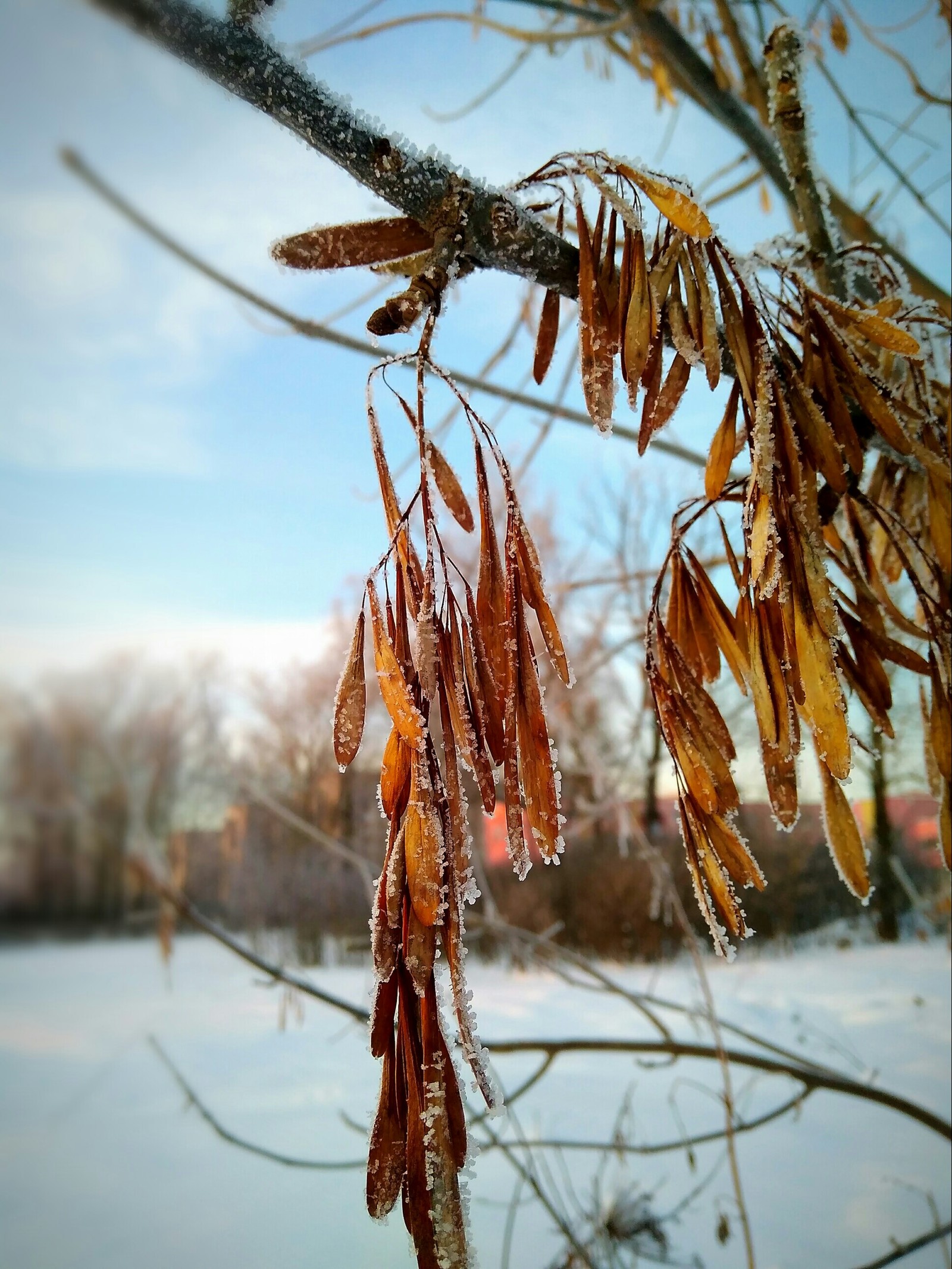 I didn't have a camera at hand so I had to take pictures with my phone. - My, Xiaomi redmi 4 PRO, Forest, Winter, Beginning photographer, Longpost