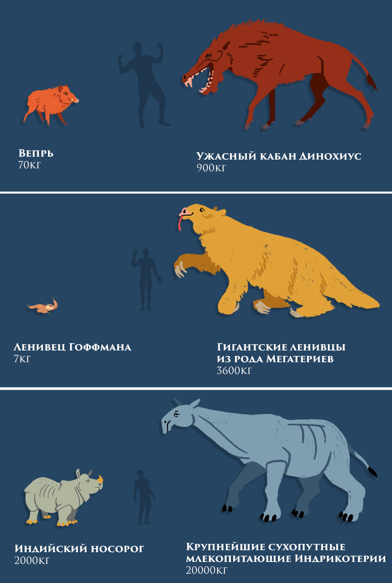 Сравнение размеров животных - Моё, Перевод, Палеонтология, Интересное, Познавательно, Доисторические животные, Сравнение, Человек, Животные, Длиннопост