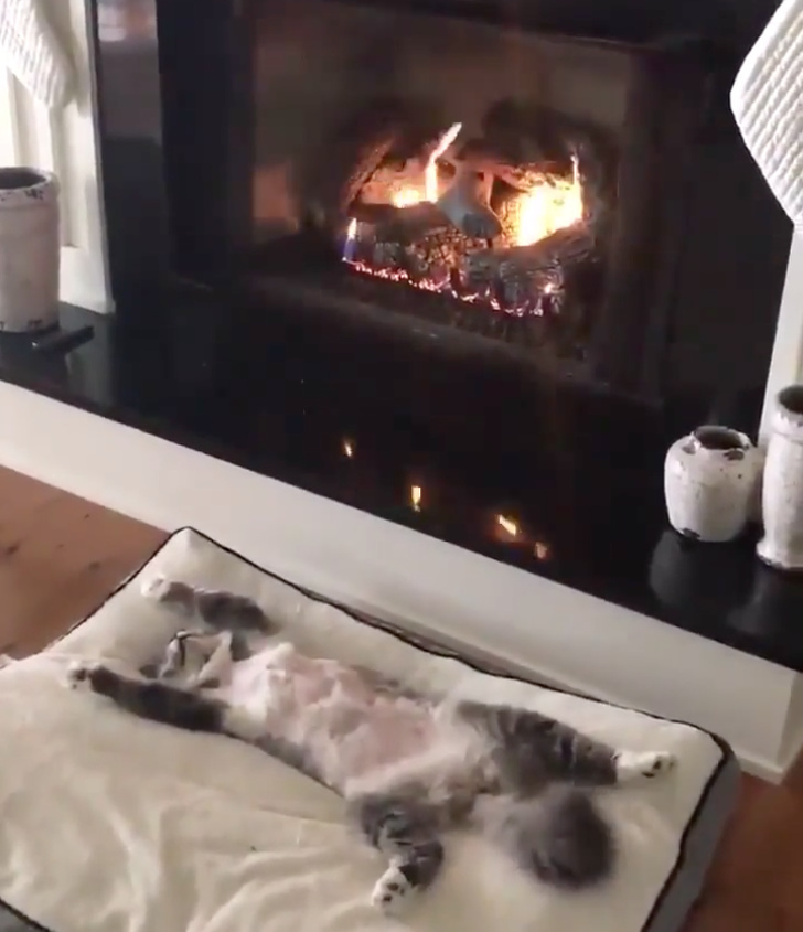 This cat is already living the life we ??all aspire to today. - cat, Fireplace, Laziness, Idleness, Cosiness, Relaxation